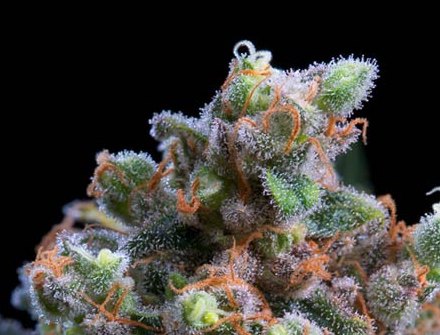Kritikal-Bilbo-Bud mit orangen Stempelhaaren